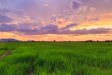 Kota Belud, Sabah'ta güzel gün batımı sırasında Pirinç paddies güzel manzara görünümü