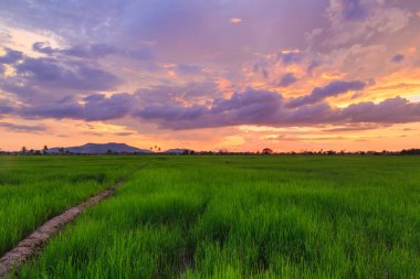 Kota Belud, Sabah'ta güzel gün batımı sırasında Pirinç paddies güzel manzara görünümü