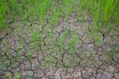 Kota Belud, Sabah'ta güzel gün batımı sırasında Pirinç paddies güzel manzara görünümü