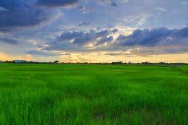 Kota Belud, Sabah'ta güzel gün batımı sırasında Pirinç paddies güzel manzara görünümü