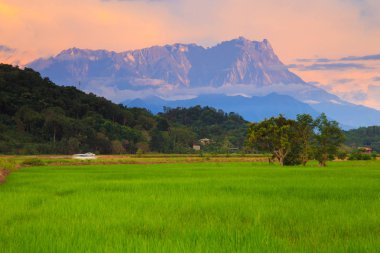 Mount Kinabalu ile genç çeltik alanının güzel günbatımı manzara görünümü