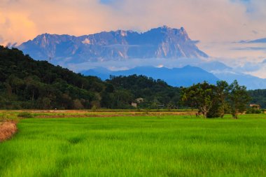 Mount Kinabalu ile genç çeltik alanının güzel günbatımı manzara görünümü