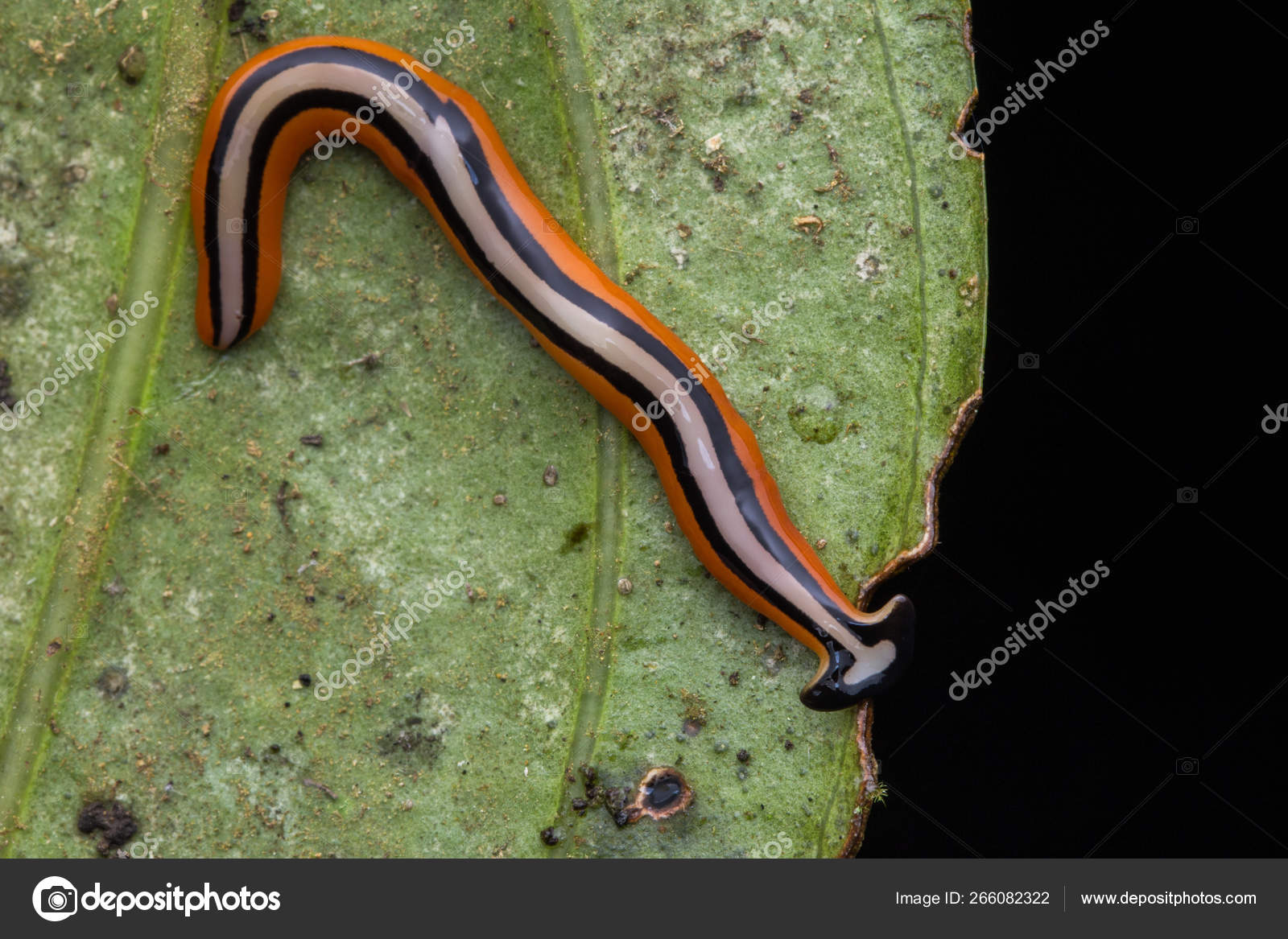 Beautiful Close Image Color Hammerhead Worm Borneo ⬇ Stock Photo, Image