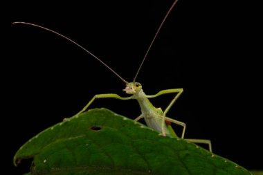 Yeşil yaprakları siyah izole su kabarcık ile Güzel Stick Böcek
