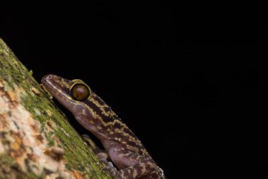 Kinabalu Açı-toed Gecko (Cyrtodactylus baluensis) acro Görüntü , Kundasang, Borneo Adası