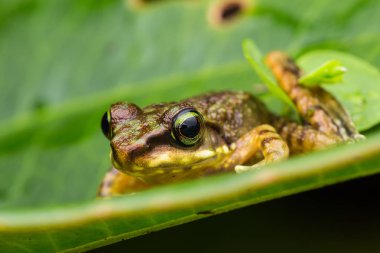 Yeşil yapraklar üzerinde Kurbağa siyah izole, Borneo Adası Torrent Kurbağa