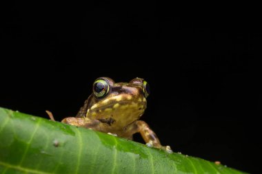 Yeşil yapraklar üzerinde Kurbağa siyah izole, Borneo Adası Torrent Kurbağa