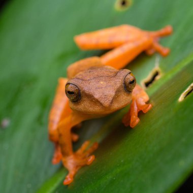 Siyah izole yeşil yaprakları üzerinde Sevimli Maskeli ağaç kurbağası - Rhacophorus angulirostris