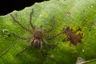  Borneo Örümceği / Gezgin Örümcek