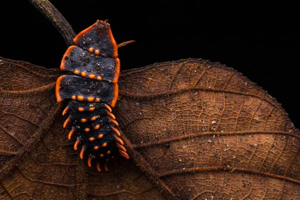 Trilobite Beetle Close Trilobite Beetle Duliticola Rare Insect Borneo — Stock Photo, Image