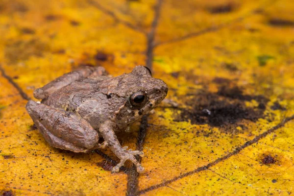 Cute Masked Tree Frog Green Leaves Isolated Black Rhacophorus Angulirostris — Stock Photo, Image