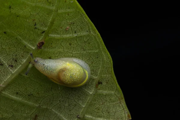 Hermoso Caracol Verde Borneo —  Fotos de Stock