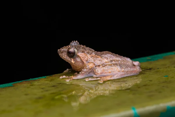 Makrobild Frosch Sabah Borneo Philautus Amoenus Kamboranga Buschfrosch — Stockfoto