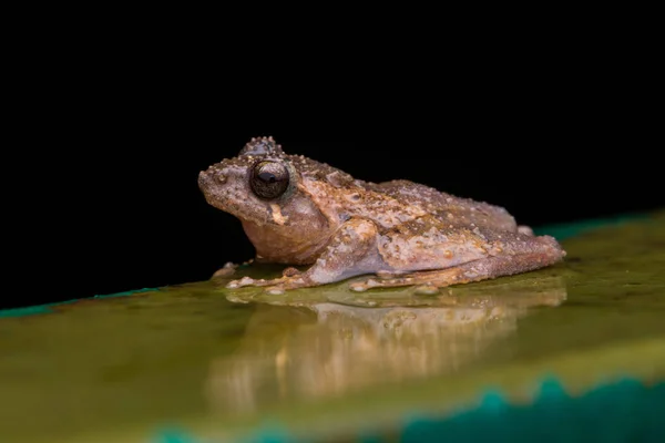 Macro Image Frog Sabah Borneo Philautus Amoenus Kamboranga Bush Frog — Stock Photo, Image