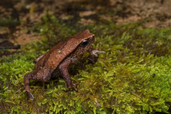 Krásné Kinabalu Lepkavé Žába Sabah Ostrov Borneo — Stock fotografie