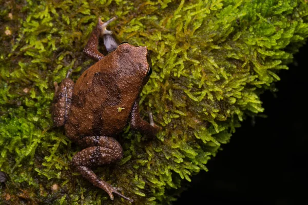 Gyönyörű Kinabalu Ragadós Béka Sabah Borneo Szigetén — Stock Fotó