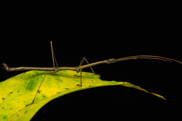 Beautiful Stick Insect Water Bubble Green Leaves Isolated Black — Stock Photo, Image