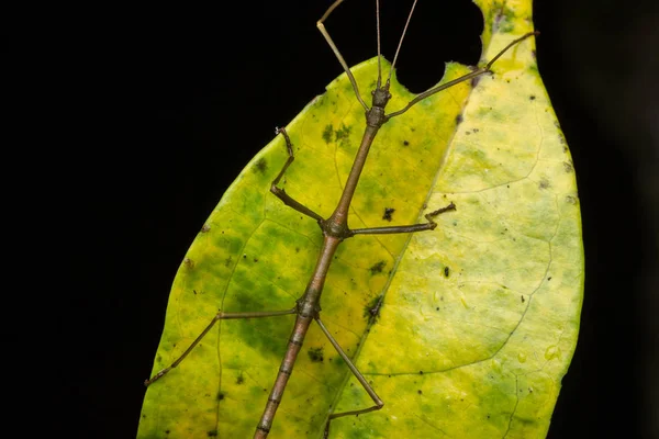 Gyönyörű Stick Insect Vízzel Buborék Zöld Levelek Izolált Fekete — Stock Fotó