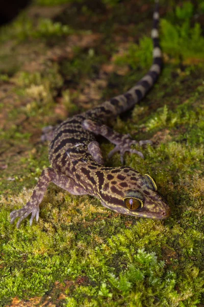 Akroaufnahme Des Kinabalu Winkelzeh Geckos Cyrtodactylus Baluensis Kundasang Insel Borneo — Stockfoto