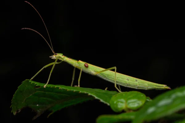 Mooie Stok Insect Met Water Bubbel Groene Bladeren Geïsoleerd Zwart — Stockfoto