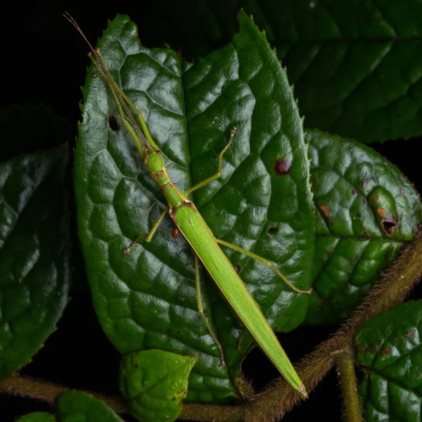 Inseto Bonito Vara Com Bolha Água Nas Folhas Verdes Isoladas — Fotografia de Stock