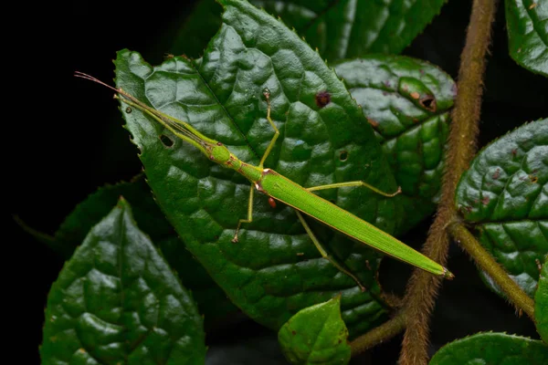 Gyönyörű Stick Insect Vízzel Buborék Zöld Levelek Izolált Fekete — Stock Fotó