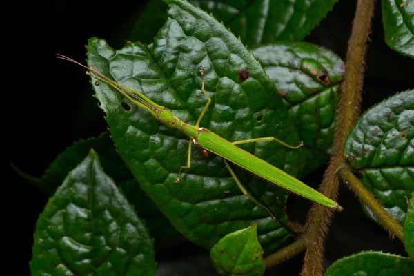 Beautiful Stick Insect Water Bubble Green Leaves Isolated Black — Stock Photo, Image