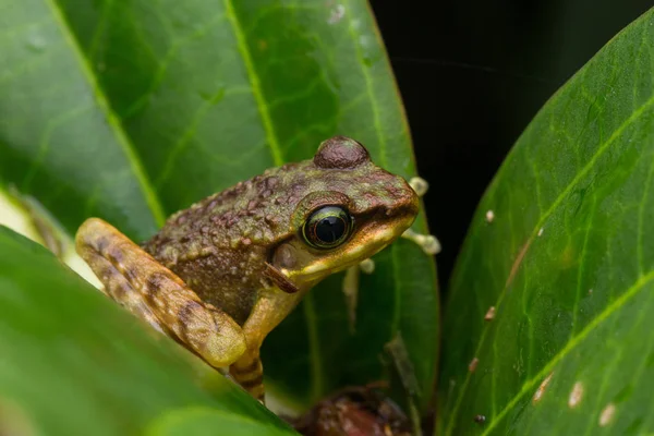 Żaba Zielonych Liści Odizolowanych Czarnym Torrent Frog Borneo Island — Zdjęcie stockowe