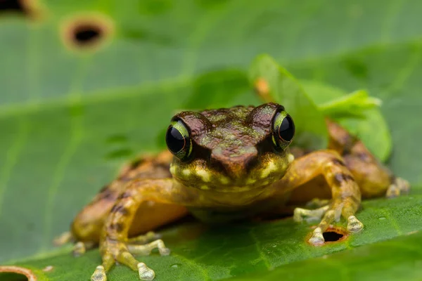 Лягушка Зеленых Листьях Изолированных Черном Torrent Frog Острова Борнео — стоковое фото