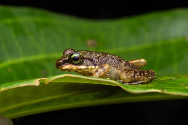 Žabák Zelených Listech Izolovaný Černém Torrent Žabák Ostrova Borneo — Stock fotografie