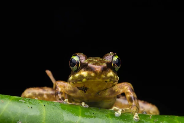 Žabák Zelených Listech Izolovaný Černém Torrent Žabák Ostrova Borneo — Stock fotografie