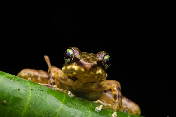 Żaba Zielonych Liści Odizolowanych Czarnym Torrent Frog Borneo Island — Zdjęcie stockowe