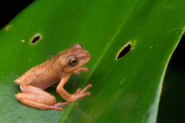 Sapo Árvore Mascarado Bonito Folhas Verdes Com Isolado Preto Rhacophorus — Fotografia de Stock