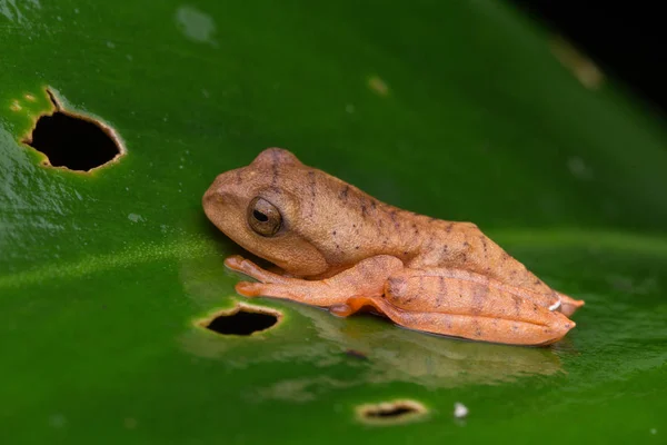 Sapo Árvore Mascarado Bonito Folhas Verdes Com Isolado Preto Rhacophorus — Fotografia de Stock