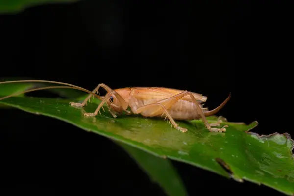 Imagen Selva Natural Katydid Sobre Hojas Verdes Isla Borneo —  Fotos de Stock
