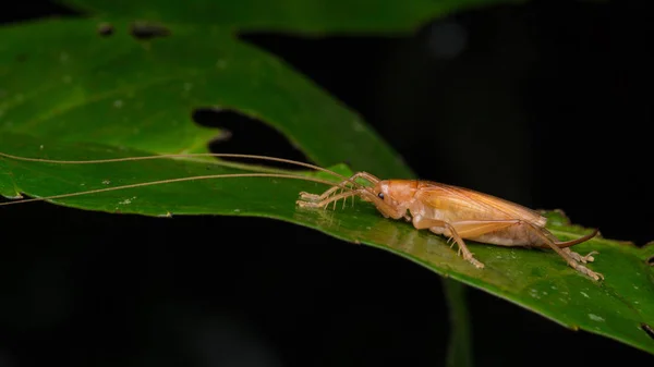 Imagen Selva Natural Katydid Sobre Hojas Verdes Isla Borneo — Foto de Stock