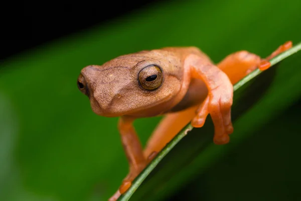 Симпатичная Лягушка Маске Зеленых Листьях Изолированными Черных Rhacophorus Angulirostris — стоковое фото