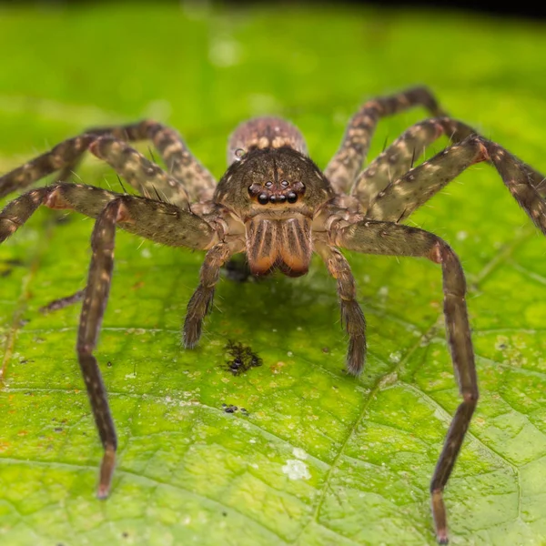 Spinne Von Borneo Wandernde Spinne — Stockfoto