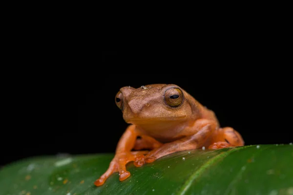 黒で隔離された緑の葉にかわいいマスクされた木のカエル ラコフォラスアングリロスリス — ストック写真