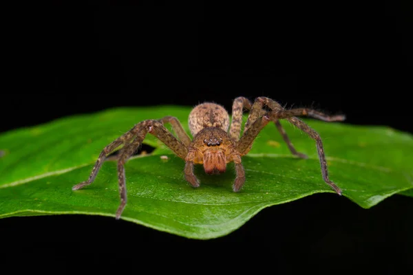 Araignée Bornéo Araignée Errante — Photo