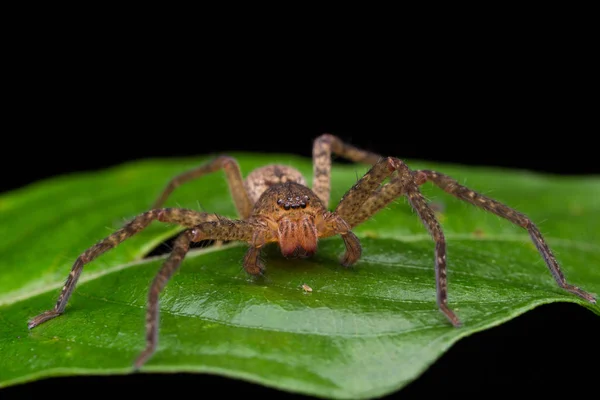 Spider Borneo Wandering Spider — Stock Photo, Image