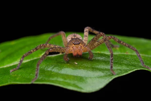 Spider Borneo Wandering Spider — Stock Photo, Image