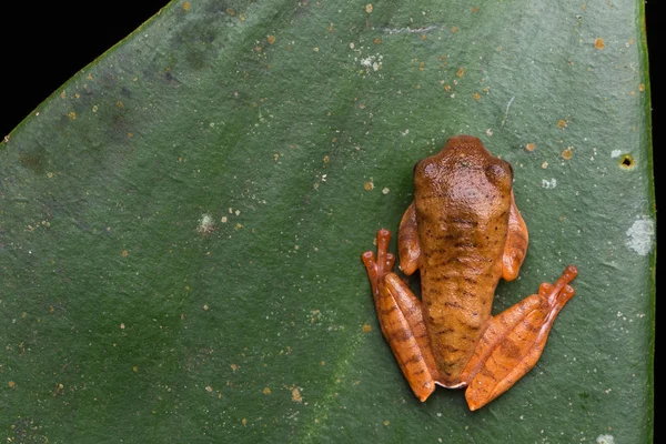 Linda Rana Enmascarada Hojas Verdes Con Aislado Negro Rhacophorus Angulirostris — Foto de Stock