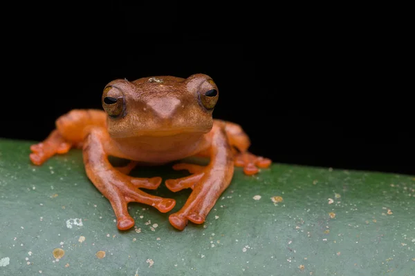 黒で隔離された緑の葉にかわいいマスクされた木のカエル ラコフォラスアングリロスリス — ストック写真