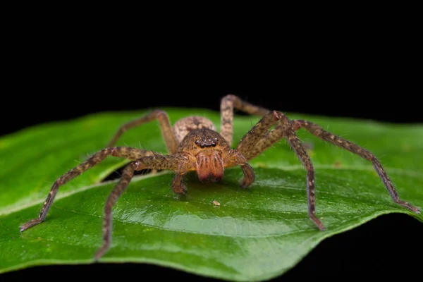 Aranha Bornéu Aranha Errante Fotografia De Stock