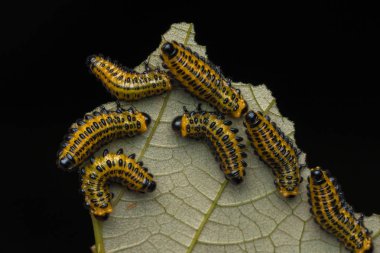 Yapraklar üzerinde bir testere larvası grubu (seçici odak) 