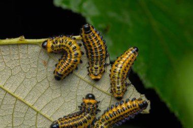 Yapraklar üzerinde bir testere larvası grubu (seçici odak) 