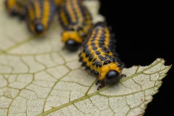 Yapraklar üzerinde bir testere larvası grubu (seçici odak) 