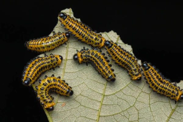 Yapraklar Üzerinde Bir Testere Larvası Grubu Seçici Odak — Stok fotoğraf