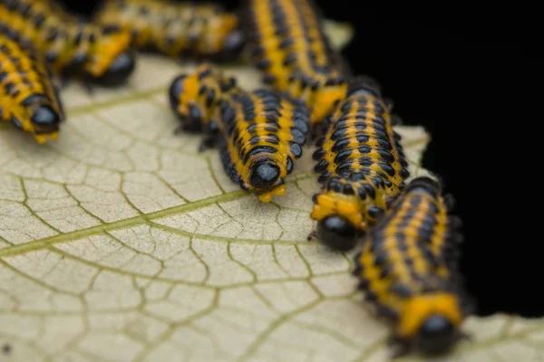 Group Sawfly Larva Leaves Selective Focus — Stock Photo, Image